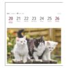 Wochenkalender 2024 Katzen