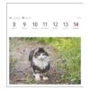 Wochenkalender 2024 Katzen