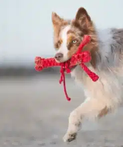 Laboni HUGO HUMMER Hund