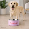 labrador_champagner_napf